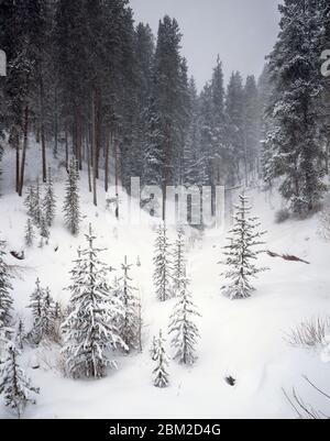 Landschaft mit immergrünen Wald im Winter, Vail, Colorado, USA Stockfoto