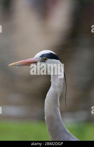 Graureiher, Ardea cinerea, Porträt eines einzelnen Erwachsenen. Regent's Park, London, Großbritannien. Stockfoto