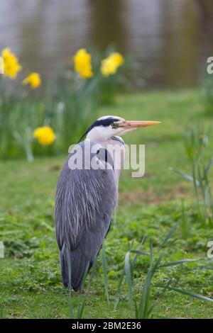 Graureiher, Ardea cinerea, alleinstehender Erwachsener im Frühling unter Narzissen. Regent's Park, London, Großbritannien. Stockfoto