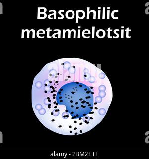 Basophile Struktur. Basophile Blutkörperchen. Weiße Blutzellen, Leukozyten. Infografiken. Vektordarstellung auf isoliertem Hintergrund. Stock Vektor