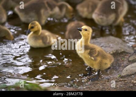 Gänse am Pond Shore. Kanada Gänse Gänse Fütterung am Ufer eines Teiches. Stockfoto