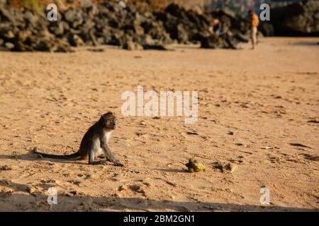 Kleiner brauner Affe am Sandstrand in der Krabi Provinz, Thailand Stockfoto