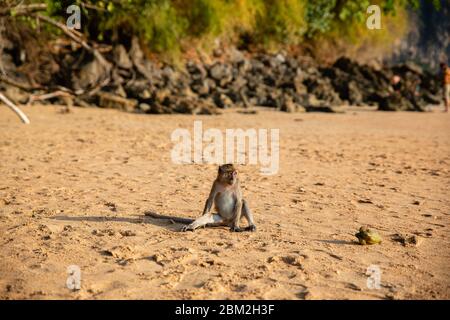 Kleiner brauner Affe am Sandstrand in der Krabi Provinz, Thailand Stockfoto