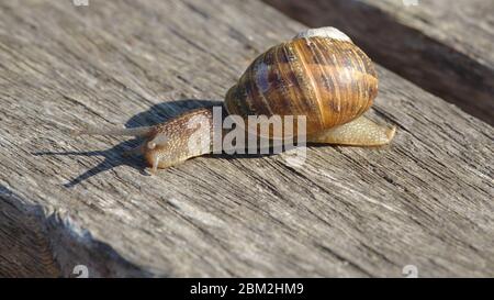 Schnecke auf Holz Stockfoto