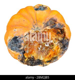 Verrottete Kürbisse isoliert auf weißem Hintergrund. Faule Kürbisse haben dunkle Flecken und weniger Ballaststoffe und Vitamine. Verdorbene Kürbis ist ungesund und enthält Stockfoto