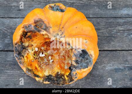 Fauler Kürbis auf einer Holzfläche. Faule Kürbisse haben dunkle Flecken und weniger Ballaststoffe und Vitamine. Verdorbene Kürbis ist ungesund und enthält gefährlich Stockfoto
