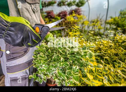 Nahaufnahme Von Männlichen Gärtner Beschneiden Von Pflanzen Mit Hand Clippers Innerhalb Des Gewächshauses. Stockfoto