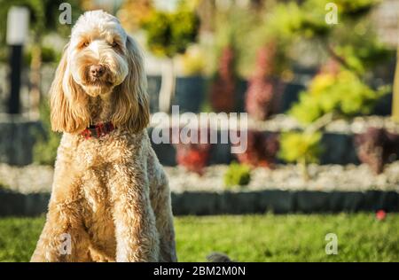 Niedliche Obediant Goldendoodle Kreuzung Sitzt Geduldig Auf Green Grass Im Garten Bereich Der Residenz. Stockfoto