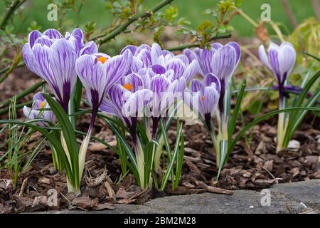 Crocus, Nahaufnahme der Blüten des Frühlings Stockfoto