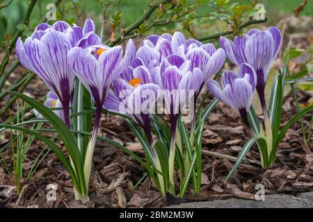 Crocus, Nahaufnahme der Blüten des Frühlings Stockfoto