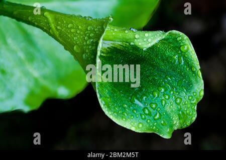 Frische Ren Succulente Pflanzen im Garten Stockfoto