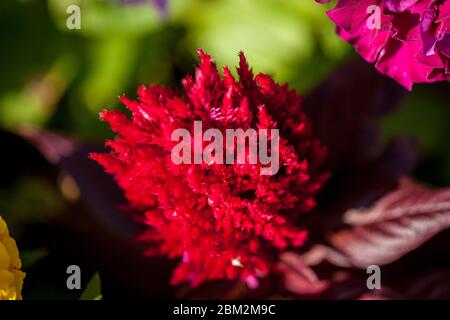 Rote Blüte im Frühling Stockfoto