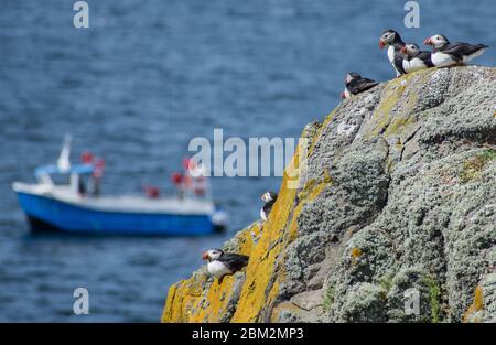 Papageitaucher auf der Isle of May, Fife, Schottland Stockfoto