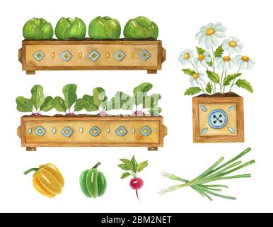 Aquarell Garten-Set mit Pflanzen. Helle handbemalte Illustration von Gartenpflanzen Sämlinge, Kohlraben, Rote Bete, Kamillen, Rettich, Paprika. Stockfoto