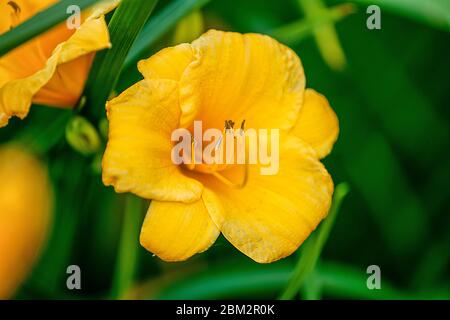 Eine gelbe Blume Nahaufnahme der Pedale Stockfoto