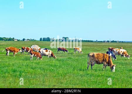 Kühe grasen auf den Rasen gesund und saftiges Gras Stockfoto