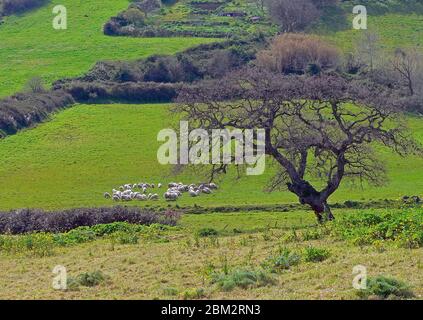 Schafe weiden in Sardinien Landschaft Stockfoto