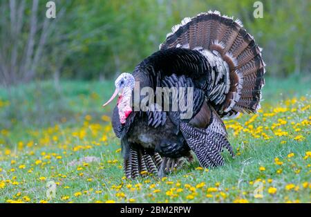 Sehr schöne tom-türkei im Feld Stockfoto