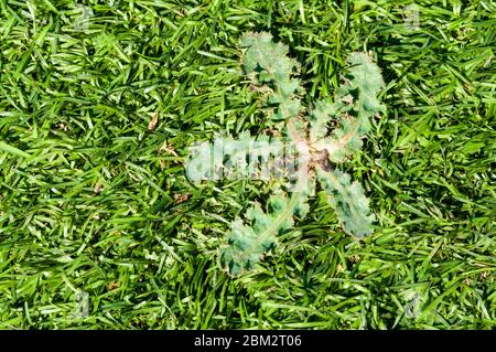 Ein Garten oder Rasen Unkraut, Löwenzahn Taraxacum officinale, wächst in Kunstrasen Kunstrasen. Stockfoto