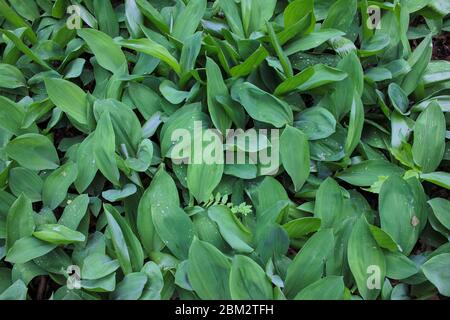 Grün Blätter natürlichen Hintergrund. Maiglöckchen (Convallaria majalis) im Frühlingswald nach Regen. Draufsicht. Stockfoto