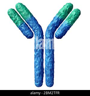 Antikörper-Anatomie auf weißem Hintergrund isoliert und Immunglobulin mit Disulfidbindung als Y-förmige Proteinas Teil des Immunsystems. Stockfoto