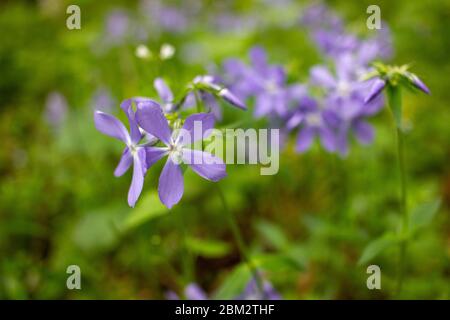 Violette Blüten im Wald. Nahaufnahme von kleinen Wildblumen, die auf dem Frühlingsrasen wachsen. Natürlicher floraler Hintergrund Stockfoto