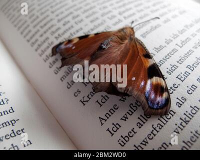 Schmetterling ruht auf einer offenen Seite eines Buches Stockfoto