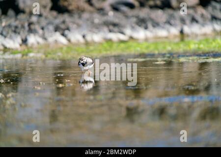 Ruddy Turnstone Wandern in einem See, auf der Suche nach einigen Insekten Stockfoto