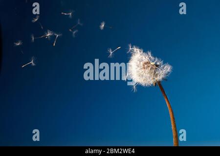 Löwenzahn mit Samen, die im Wind in blauen Himmel wegblasen. Stockfoto