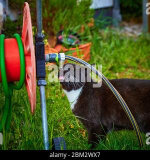 Schwarze Katze trinkt aus einem tropfenden Gartenschlauch im Garten. Stockfoto