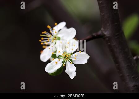 Pflaumenblüte im Frühjahr. Weiße Blüten auf einem Zweig im Garten nach Regen, weiche Farben Stockfoto