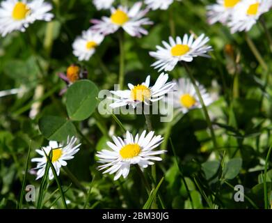 Haufen Gänseblümchen aus nächster Nähe Stockfoto