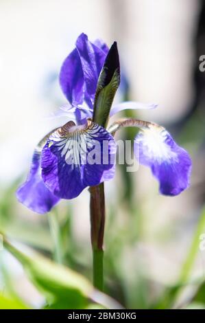 Violette iris Stockfoto