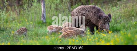 Bezaubernde Herde Wildschweine füttert auf der Wiese in der Frühlingsnatur Stockfoto