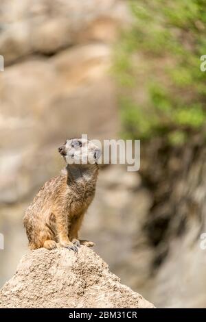 Junge Meercat auf der Hut auf einer Anhöhe im Berliner Zoo Stockfoto