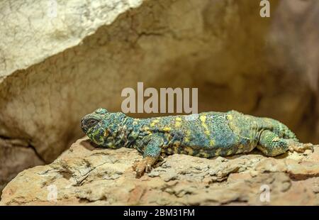 Verzierte Stachelzackeneidechse im Aquarium des Berliner Zoos Stockfoto