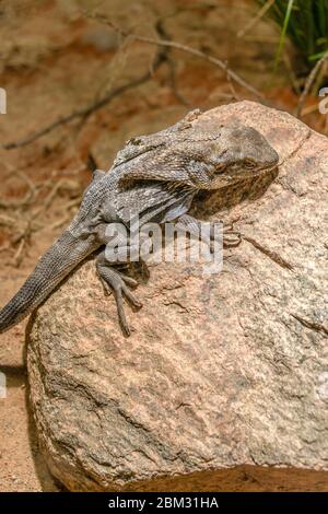 Rüschen-Neckeneidechse auf einem Stein im Aquarium des Berliner Zoos Stockfoto