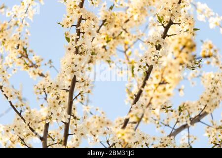 Obstbaum blüht auf blauem Himmel. Prunus cerasifera mit weißen Blüten Stockfoto