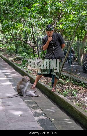 Sacred Monkey Forest Sanctuary Temple, dieser Ort ist am beliebtesten in der Provinz Ubud, Bali Island Stockfoto