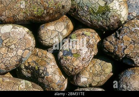 Nahaufnahme von alten, nassen, runden Strandkieseln, die mit Krustenflechten-Kolonien bedeckt sind, am erhöhten Strand, Isle of Colonsay, Schottland, Großbritannien Stockfoto