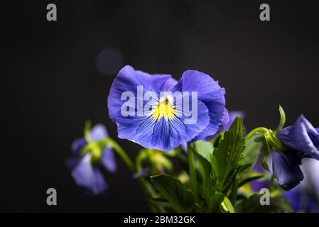 Violette Blume in Blütenarrangement auf dunklem Hintergrund mit Kopierraum Stockfoto