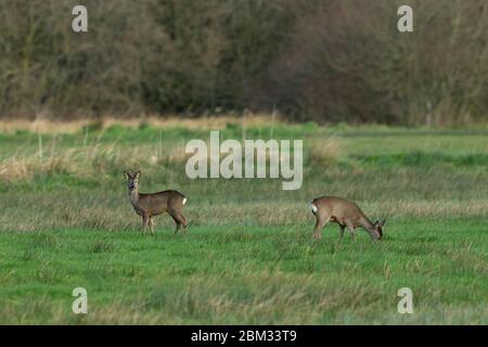 Europäisches Reh Capreolus capreolus, erwachsenes Paar, Futter im Grasland, Tadham Moor, Somerset Levels, Großbritannien, März Stockfoto