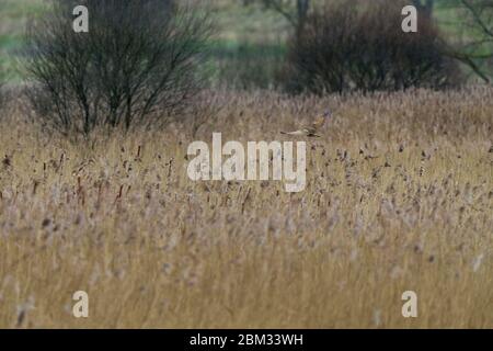 Große Bitterpflanze Botaurus stellaris, Erwachsene, im Flug über dem Raufenbett, Ham Wall, Somerset, UK, Februar Stockfoto