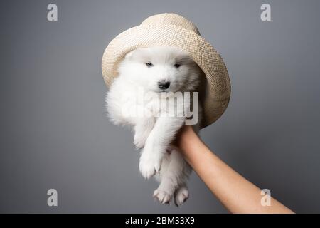 Wunderschöne weiße samoyed Welpen in Hut isoliert auf grauem Hintergrund Stockfoto