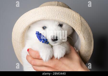 Nahaufnahme Porträt eines niedlichen samoyed Welpen in Hut, die blaue Blume hält und Blick auf die Kamera Stockfoto