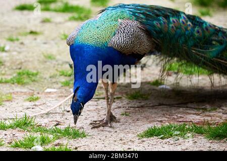 Indische Pfauen auf der Suche nach Nahrung (Pavo cristatus) Stockfoto