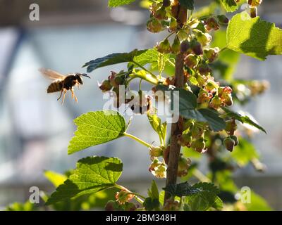 Wespe im Flug nähert sich einer Tawny Mining Bee, die sich an schwarzen Johannisbeenblüten ernährt Stockfoto