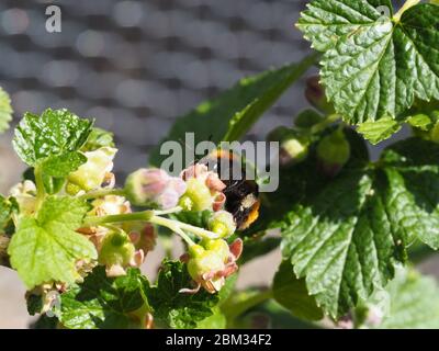 Tawny Mining Bee Weibchen füttern auf schwarze Johannisbeere Blume Stockfoto