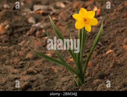 Gelbe Narzissen in Blüte sehr schön. Wie Narzissen Konzept wachsen Stockfoto