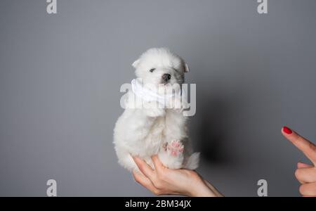 Weiblicher Finger zeigt auf den weißen samoyed Welpen in Maske Stockfoto